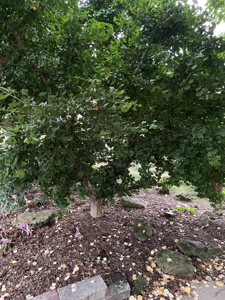 Plant name: Dwarf Bush Ginkgo Ginkgo biloba 